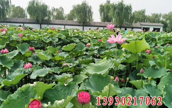 贵州荷花景观实景
