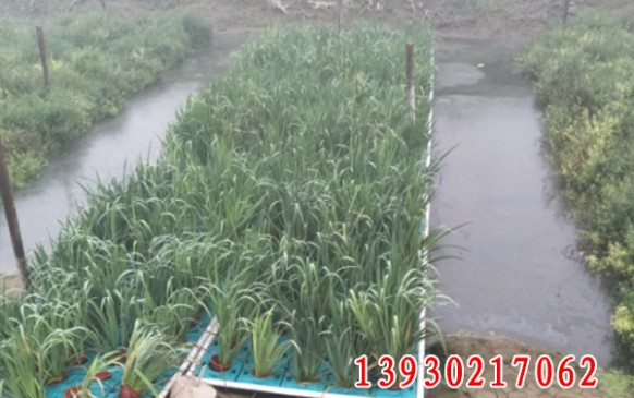 中机国际研究院定远河水环境治理项目